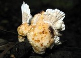 Thelephora vialis image