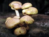 Gymnopilus aeruginosus image