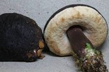 Tylopilus formosus image