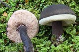 Tylopilus formosus image