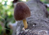 Pluteus longistriatus image