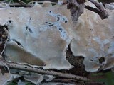 Phlebiopsis gigantea image