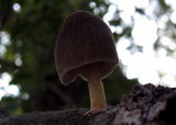 Pluteus longistriatus image