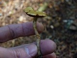 Conocybe rugosa image