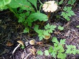 Conocybe rugosa image