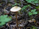 Conocybe rugosa image