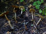 Conocybe rugosa image