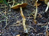 Conocybe rugosa image