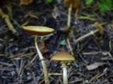 Conocybe rugosa image