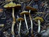 Conocybe rugosa image
