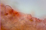 Conocybe rugosa image