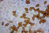 Conocybe rugosa image