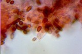 Conocybe rugosa image