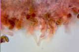 Conocybe rugosa image