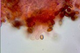 Conocybe rugosa image
