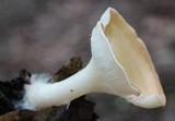 Clitocybe gibba image