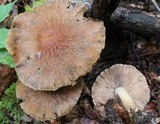 Psathyrella delineata image