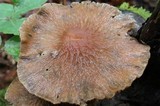Psathyrella delineata image