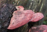 Fomitopsis cajanderi image