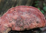 Fomitopsis cajanderi image