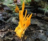 Clavulinopsis aurantiocinnabarina image
