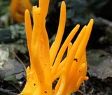 Clavulinopsis aurantiocinnabarina image