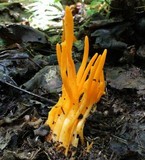 Clavulinopsis aurantiocinnabarina image
