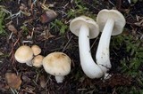 Rhodocollybia maculata image