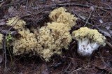 Ramaria rasilispora image