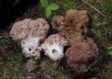 Ramaria rubripermanens image
