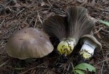 Gomphidius glutinosus image