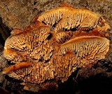 Gloeophyllum sepiarium image