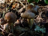 Gymnopus luxurians image