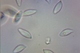 Gymnopus luxurians image