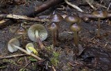 Mycena nivicola image
