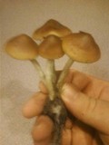 Psilocybe azurescens image