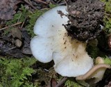 Hohenbuehelia petaloides image