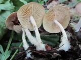 Gymnopus peronatus image