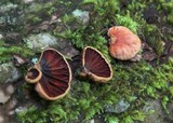Anthracophyllum lateritium image