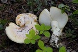 Amanita aprica image