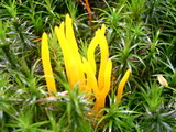 Calocera viscosa image