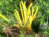 Calocera viscosa image