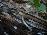 Pluteus nanus image