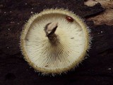 Lentinus berteroi image