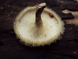 Lentinus berteroi image