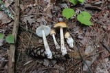 Amanita sect. Vaginatae image
