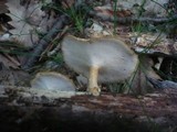 Polyporus ciliatus image