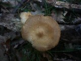 Polyporus ciliatus image