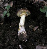 Amanita augusta image
