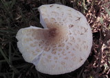 Leucoagaricus americanus image